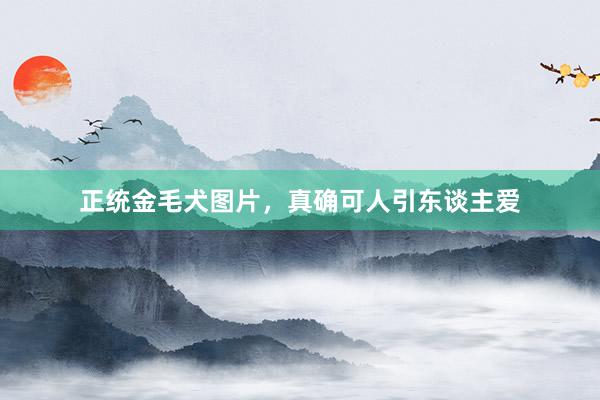正统金毛犬图片，真确可人引东谈主爱