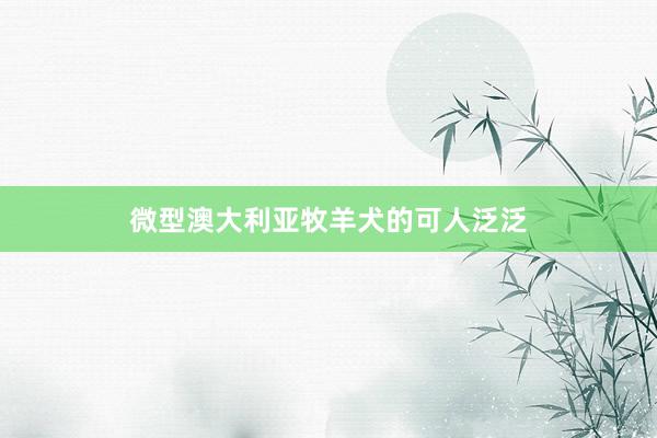 微型澳大利亚牧羊犬的可人泛泛